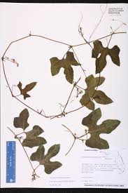 Image result for Cayaponia