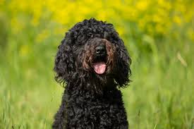 The puppies go outside very often during the day which is a start to their housebreaking. Barbet Breeder And Barbet Kennel In Austria In The Beautiful Area Woodquarter Waldviertel Barbets Aus Dem Waldviertel