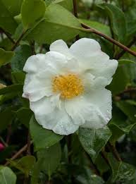 Camellia Kenkyo Sasanqua One Of My Favourite Varieties Large White Flowers With A Hint Of Pink And An Excellent Scent Loves To Flower Freely Autumn