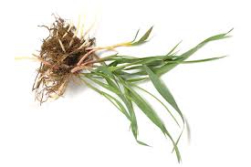 So if you want to remove a section of grass from your garden, or you want to. How To Kill Couch Grass Which Gardening Helpdesk