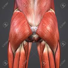 This would be a problem if a joint was controlled by just one muscle. Hip Muscles And Bones With Arteries Stock Photo Picture And Royalty Free Image Image 101900435