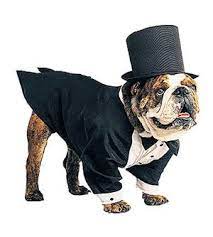Outrageous Halloween Costumes For Pets Pet Halloween Costumes Pet Costumes Dog Costumes