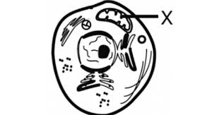 Maybe you would like to learn more about one of these? Perhatikan Gambar Struktur Sel Berikut Nama Dan Fungsi Organel X Adalah Blog Pak Pandani