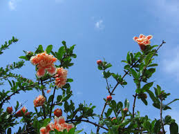 Image result for Punicaceae