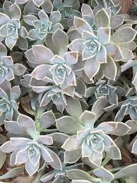 Echeveria pulvinata frosty crestata coltivazione. Echeveria Consigli Coltivazione E Cura