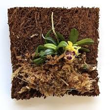 Image result for Aerangis kotschyana