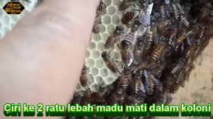 Bagaimanakah anda tahu sama ada ubat gigi anda mengandungi kalsium karbonat, # caco_3 #, atau mungkin baking soda, # nahco_3. Lebah Madu Penerangan Ciri Struktur Kitaran Hidup Penyelenggaraan Dan Penjagaan Lebah