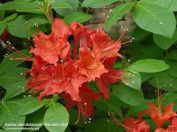 We did not find results for: Growing The Azalea Plant How To Care For The Azalea Flower