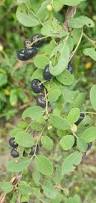 Image result for Phyllanthus reticulatus