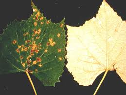 Powdery mildew also requires high humidity but dry leaves. Downy Mildew Of Grapes