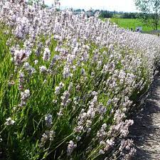 White Lavender Plants Lavender Plant Hedging Plants Plants