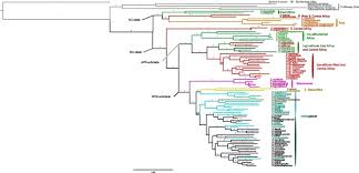 Image result for Coffea mufindiensis