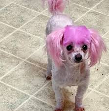The salon is typically open friday through tuesday from 8am to 4pm. Groomingdales Pet Salon Home Facebook