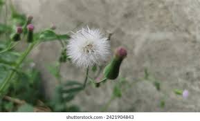 Image result for Emilia caespitosa