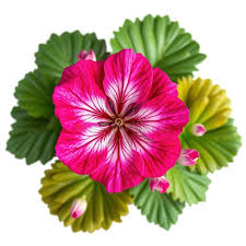 Image result for Geranium ocellatum