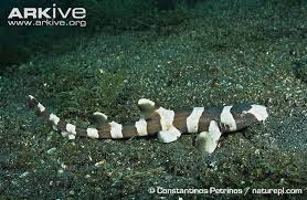 Shark Photos Shark Reef Tank