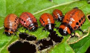 Most pesticides available to the home gardener are ineffective against potato bugs, so careful monitoring and organic gardening strategies are critical to controlling them. How To Get Rid Of Potato Beetles Dengarden