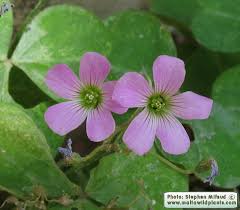 Image result for Oxalis debilis