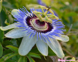 Passiflora species, passion flower, passion vine (passiflora loefgrenii) by atisch. How To Help Passion Flower Vine Survive Through Winter Flowers Care Guide