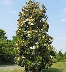 Wide adaptability is cultivated in a broad variety of soil types and climatic zones and offers one of the largest flowers of the plant kingdom. Southern Magnolias For Sale Fastgrowingtrees Com