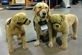 Head Collar Dog Halter Head Halter Service Dogs