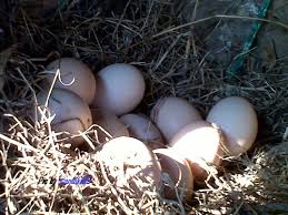 Setelah itu, campurkan dengan putih telur ayam kampung dan aduk rata. Jerawat Dan Bekas Jerawat Di Wajah Hilang Secara Alami Dengan Putih Telur Daily Life Blog Internet Marketing