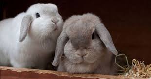 Avon Estee Lauder And Mary Kay Are Again Testing Makeup On Animals Peta Uncovers Companies That Were On Their Cruelty Free Mary Kay Estee Lauder Clean Beauty