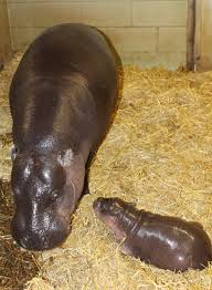 Produced by tim artlett from the daily baby hippo at san diego zoo being helped to the surface to breathe by his mom. These Pictures Of A Newborn Pygmy Hippo Will Lighten Even The Darkest Of Days