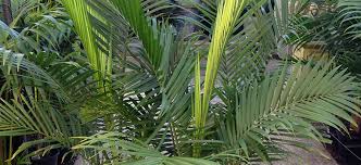 Check out our majesty palm selection for the very best in unique or custom, handmade pieces from our craft supplies & tools shops. Majestic Palm Flower Power