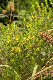 Image result for Lycopodiella sarcocaulon