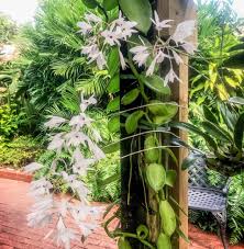 I am selling these digital downloads and all proceeds will go to the key west garden club to rebuild the grounds after the hurricane irma. Key West Garden Club West Martello