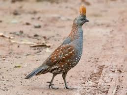 Image result for quail
