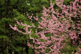 Use them in commercial designs under lifetime, perpetual & worldwide rights. Pink Flowering Redbud Trees Guided Early W Va Settlers West Virginia Explorer
