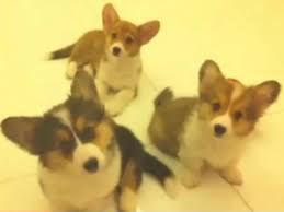 20130810 part 2 cute corgi puppies run / コーギー子犬. Confused Corgi Puppies Will Make Your Head Explode From Cuteness Video