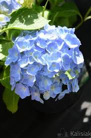 Image result for Hydrangea macrophylla bela obrázek