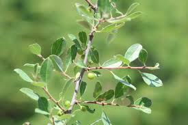 Image result for Rhamnaceae