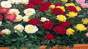 Flores flor naturaleza hermosa jardín. Hermosas Flores Naturales Youtube