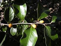 Image result for Diospyros abyssinica