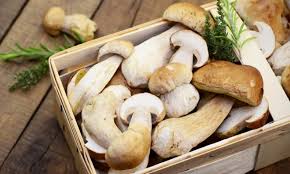 Pilze Sammeln Maronen Steinpilze Und Co Chefkoch De Pilze Sammeln Pilze Zubereiten Essen Und Trinken Rezepte