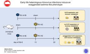 Rhinoviruses are the most common viral infectious agents in humans and are the predominant cause of the common cold. Early Life Heterologous Rhinovirus Infections Induce An Exaggerated Asthma Like Phenotype Journal Of Allergy And Clinical Immunology