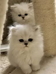 Find kittens for sale in cats & kittens for rehoming | 🐱 find cats and kittens locally for sale or adoption in ontario : 11 Cute Teacup Persian For Sale Wallpaper Persian Cat Doll Face Persian Kittens Teacup Persian Cats