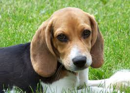 We did not find results for: Pet Relocation What You Need To Know