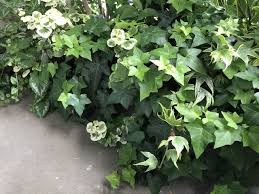 アイビーが木質化しているのでバリバリ剪定する 観葉植物ブログ緑組 植物の育て方