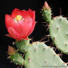 The cactus flowers during spring and summer and they are usually red, violet, pink or orange. Opuntia Bergeriana