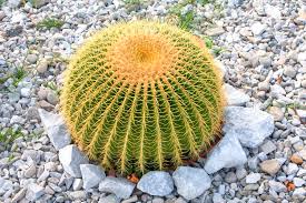 A cactus is shallow rooted. Golden Barrel Cactus 10 Seeds Rareplant