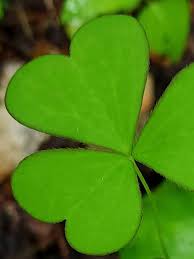 Image result for Oxalidaceae