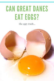 Can Great Danes Eat Eggs Eat Feeding Raw How To Cook Eggs