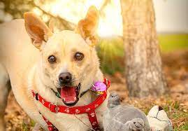 Maybe you would like to learn more about one of these? 6 Local Pet Adoption Organizations Near Denver Colorado