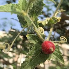 Image result for Cucumis maderaspatanus