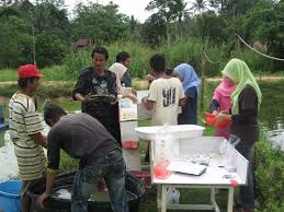 Is a malaysian semiconductor manufacturer founded in november 1995. Teknologi Kebolehkesanan Dna Untuk Ternakan Ikan Tilapia Agro Malaysia